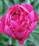 Koppius Peony 
