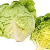 Two heads of green lettuce on a white background LETTUCE Seeds, Bibb