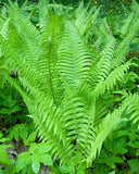 Lady Fern