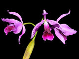 Cattleya purpurata Flamea .