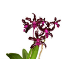 Laeliocattleya Gualaceo Bicentenario