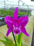 Laeliocattleya Maria