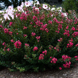 Bellini® Strawberry Crape Myrtle