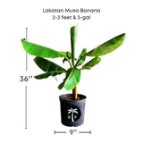 Potted Lakatan Musa Banana plant with dimensions and a logo on a white background