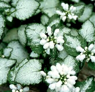 Lamium maculatum 'White Nancy' in 4.5 inch Pots - Flat of 10