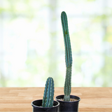 Two potted Peruvian Apple cacti on a wooden surface with a blurred natural background