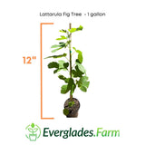 Lattarula Fig Tree with dimensions and Everglades Farm logo on a white background