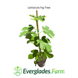 Lattarula Fig Tree with Everglades Farm logo on a white background