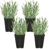 Lavender Provence Plants Potted Set of 4