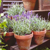 Lavender Provence Plants Quart Pots Set of 4
