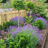 Lavender Provence Plants Potted Set of 4