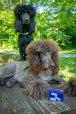 LAVENDER DOG BONE SOAP SLICE 5.5 oz.
