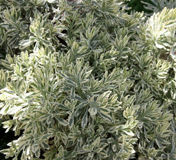 Variegated green lavender with a dark background