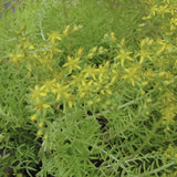 Lemon Ball Sedum with yellow flowers