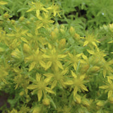 Sedum Lemon Ball with yellow flowers