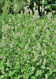 Field of white Lemon Balm (Melissa officinalis) flowers with green foliage in the background