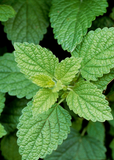 Close-up of green Lemon Balm (Melissa officinalis) leaves with a blurred background
