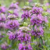Close-up of purple flowers with green leaves on a blurred natural background Western Wonders Native Wildflower Mix