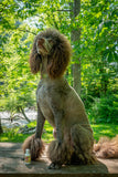 Dog with a unique haircut sitting outdoors in a natural setting
