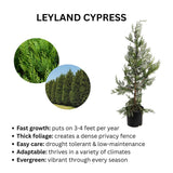 Leyland Cypress plant with descriptive text on a white background