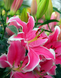 Stargazer Oriental Lily - 5 bulbs