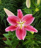 Stargazer Oriental Lily - 5 bulbs