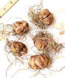 Stargazer Oriental Lily - 5 bulbs