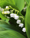 Lily of the Valley