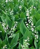 Lily of the Valley