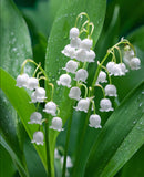 Lily of the Valley