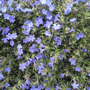 Lithodora diffusa 'Grace Ward' - in 4.5 inch Pots - Flat of 10