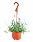 Senecio radicans 'String of Fishhooks'