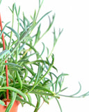 Senecio radicans 'String of Fishhooks'