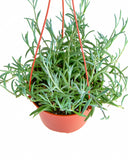 Senecio radicans 'String of Fishhooks'