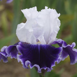 Local Ocean Bearded Iris with a blurred green background
