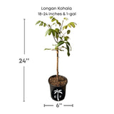 Potted plant labeled 'Longan Kohala' with dimensions on a white background