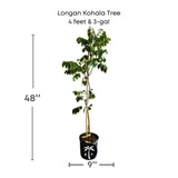 Potted Longan Kohala Tree with dimensions on a white background