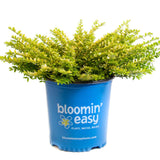 Potted plant in a blue 'bloomin' easy' container on a white background