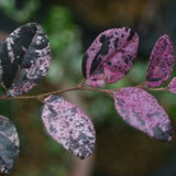 Jazz Hands Variegated® Loropetalum