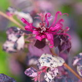 Jazz Hands Variegated® Loropetalum
