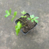 Lovage Live Plant (Levisticum officinale) – Perennial Celery-Flavored Culinary Herb – Zones 4–8
