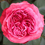 Close-up of a Loves Me, Loves Me Not Rose with green leaves in the background