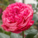 Close-up of a pink Loves Me, Loves Me Not Rose with green leaves in the background