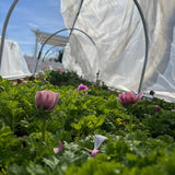 Pink flowers growing in a greenhouse with white covering