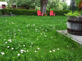 Lawn with white flowers, two red chairs, and a tree in a garden setting. Low Grow™ No-Mow Lawn Mix – Clover & Low-Maintenance Grass Alternative