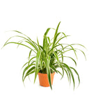 Potted spider plant on a white background