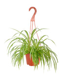 Chlorophytum comosum 'Spider Plant'  a red hanging basket on a white background