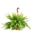 Kimberly Queen Fern in a hanging basket on a white background
