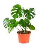 Monstera Deliciosa 'Split Leaf' with large green leaves on a white background