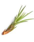 Tall, thin Tillandsia Melanocrater on a white background